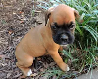 "Lexi" AKC, a female Boxer for sale in Chesnee, SC – 6 of 10