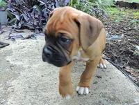 "Sarge" AKC, a male Boxer for sale in Chesnee, SC – 4 of 10