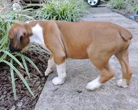 "Cracker Jack" AKC, a male Boxer for sale in Chesnee, SC – 8 of 10