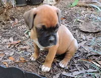 "Lexi" AKC, a female Boxer for sale in Chesnee, SC – 5 of 10