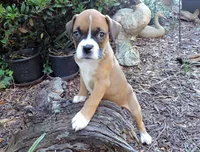 "Adora" AKC, a female Boxer for sale in Chesnee, SC – 3 of 10