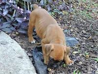 "Luna" AKC, a female Boxer for sale in Chesnee, SC – 5 of 10