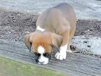 "Banjo" AKC, a male Boxer for sale in Chesnee, SC – 4 of 10