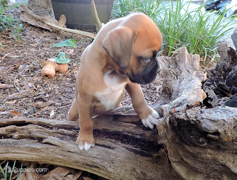 "Lexi" AKC – Boxer puppy for sale in Chesnee, SC