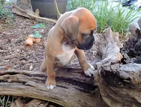 "Lexi" AKC, a female Boxer for sale in Chesnee, SC – 1 of 10