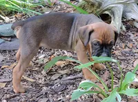 "Atlas" AKC, a male Boxer for sale in Chesnee, SC – 5 of 10