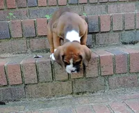 "Hank" AKC, a male Boxer for sale in Chesnee, SC – 7 of 10