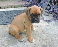 "Sarge" AKC, a male Boxer for sale in Chesnee, SC – 9 of 10