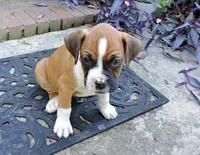 "Cracker Jack" AKC, a male Boxer for sale in Chesnee, SC – 6 of 10