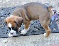 "Banjo" AKC, a male Boxer for sale in Chesnee, SC – 10 of 10