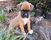 "Lexi" AKC, a female Boxer for sale in Chesnee, SC – 10 of 10