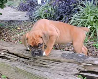 "Sarge" AKC, a male Boxer for sale in Chesnee, SC – 2 of 10