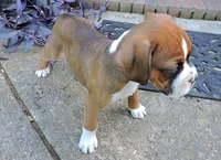 "Hank" AKC, a male Boxer for sale in Chesnee, SC – 4 of 10