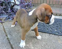 "Hank" AKC, a male Boxer for sale in Chesnee, SC – 3 of 10