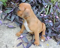 "Luna" AKC, a female Boxer for sale in Chesnee, SC – 8 of 10