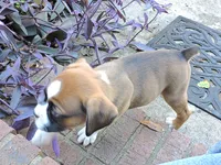"Banjo" AKC, a male Boxer for sale in Chesnee, SC – 2 of 10