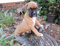 "Lexi" AKC, a female Boxer for sale in Chesnee, SC – 4 of 10
