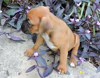 "Luna" AKC, a female Boxer for sale in Chesnee, SC – 4 of 10