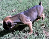 Dozer, a male Boxer for sale in Chesnee, SC – 10 of 10