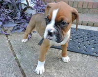 "Hank" AKC, a male Boxer for sale in Chesnee, SC – 8 of 10