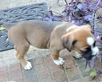 "Banjo" AKC, a male Boxer for sale in Chesnee, SC – 6 of 10