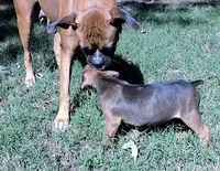 Dozer, a male Boxer for sale in Chesnee, SC – 8 of 10