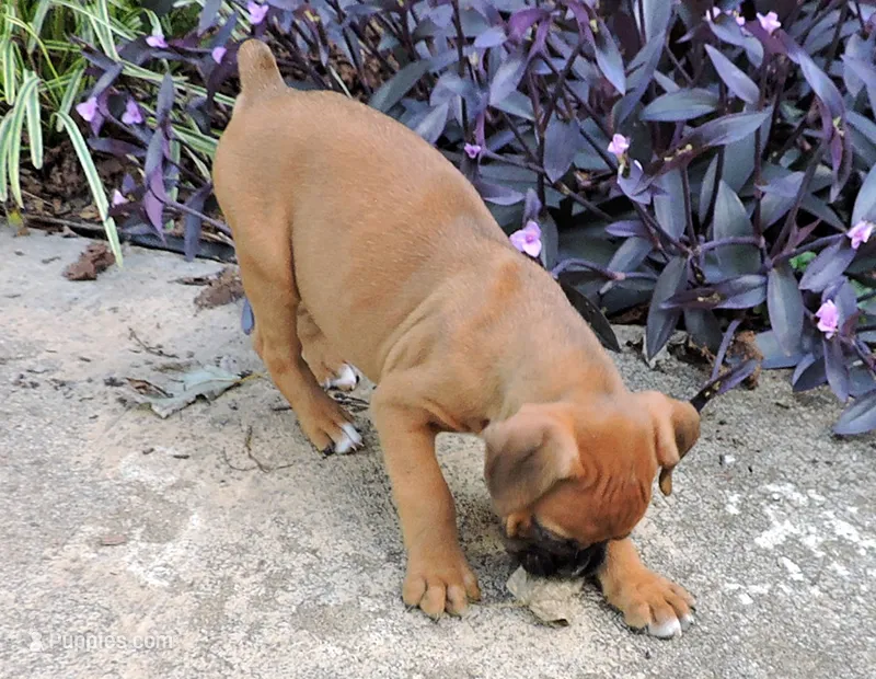 "Luna" AKC – Boxer puppy for sale in Chesnee, SC