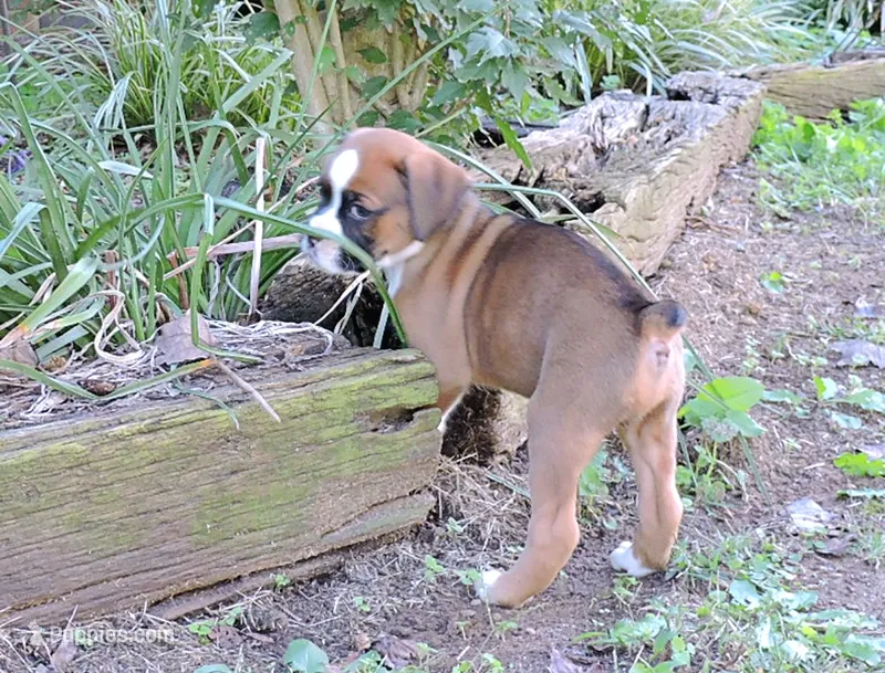 "Banjo" AKC – Boxer puppy for sale in Chesnee, SC