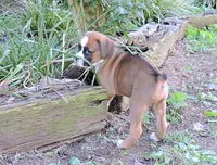 "Banjo" AKC, a male Boxer for sale in Chesnee, SC – 1 of 10