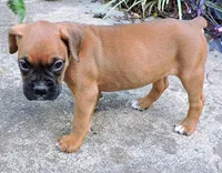 "Luna" AKC, a female Boxer for sale in Chesnee, SC – 9 of 10