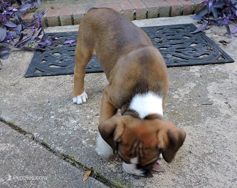 "Hank" AKC – Boxer puppy for sale in Chesnee, SC