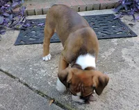 "Hank" AKC, a male Boxer for sale in Chesnee, SC – 1 of 10