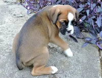 "Banjo" AKC, a male Boxer for sale in Chesnee, SC – 5 of 10