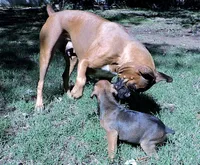 Dozer, a male Boxer for sale in Chesnee, SC – 7 of 10