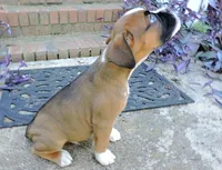 "Banjo" AKC, a male Boxer for sale in Chesnee, SC – 9 of 10