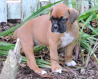 "Lexi" AKC, a female Boxer for sale in Chesnee, SC – 2 of 10