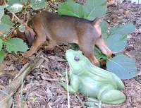 "Atlas" AKC, a male Boxer for sale in Chesnee, SC – 2 of 10