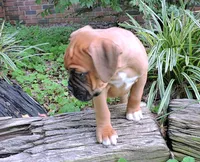 "Sarge" AKC, a male Boxer for sale in Chesnee, SC – 10 of 10