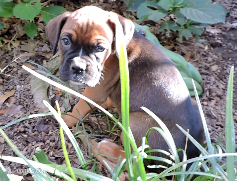 "Atlas" AKC – Boxer puppy for sale in Chesnee, SC