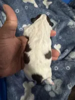 processed/2695065c-b6af-42c0-a078-767141485919/listing/3f60ce3a-efa2-4ead-a3db-00c78735ee92/9505e3b6-540e-4570-8aad-99b7537f8b8b