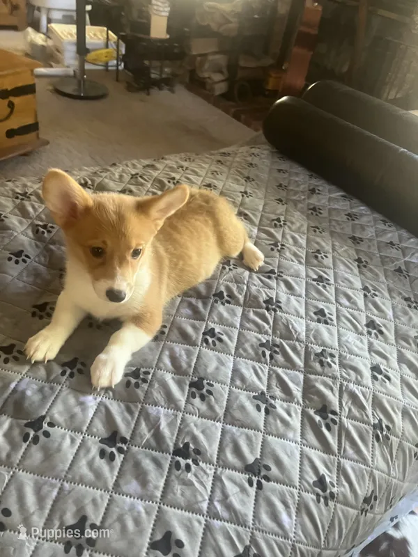 Luna – Pembroke Welsh Corgi puppy for sale in Perris, CA