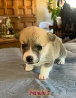opal, a  Pembroke Welsh Corgi for sale in Perris, CA – 3 of 3