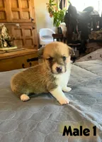 Rocky, a  Pembroke Welsh Corgi for sale in Perris, CA – 7 of 7