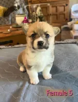 Sam, a  Pembroke Welsh Corgi for sale in Perris, CA – 5 of 5