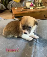 Luna, a  Pembroke Welsh Corgi for sale in Perris, CA – 5 of 5