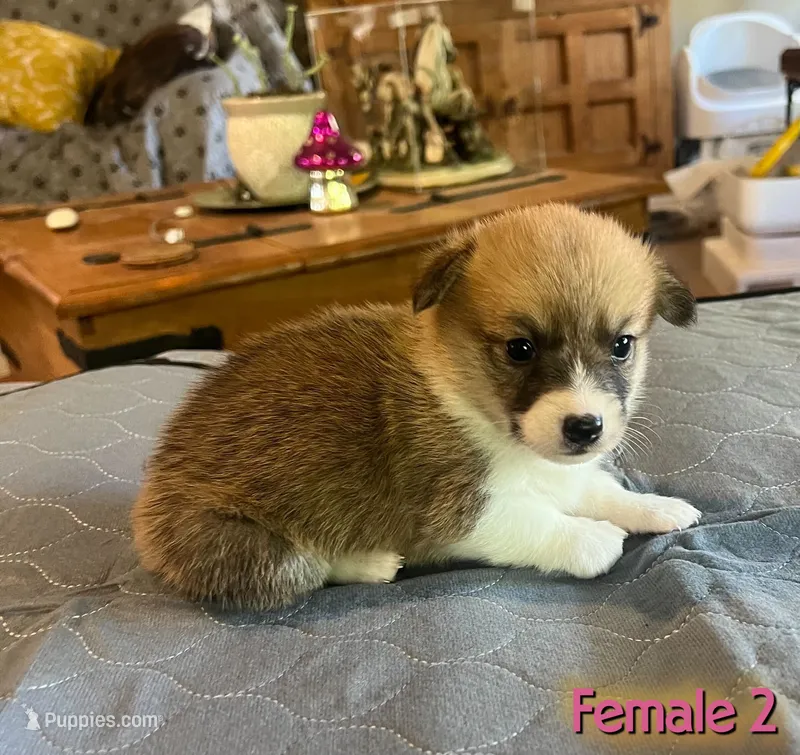 Luna – Pembroke Welsh Corgi puppy for sale in Perris, CA