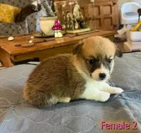 Luna, a  Pembroke Welsh Corgi for sale in Perris, CA – 2 of 5