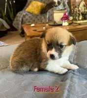 Luna, a  Pembroke Welsh Corgi for sale in Perris, CA – 3 of 5