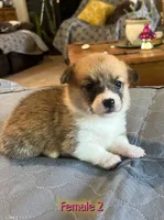 Luna, a  Pembroke Welsh Corgi for sale in Perris, CA – 4 of 5