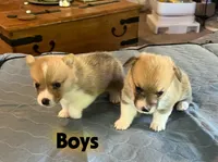 Rocky, a  Pembroke Welsh Corgi for sale in Perris, CA – 4 of 7
